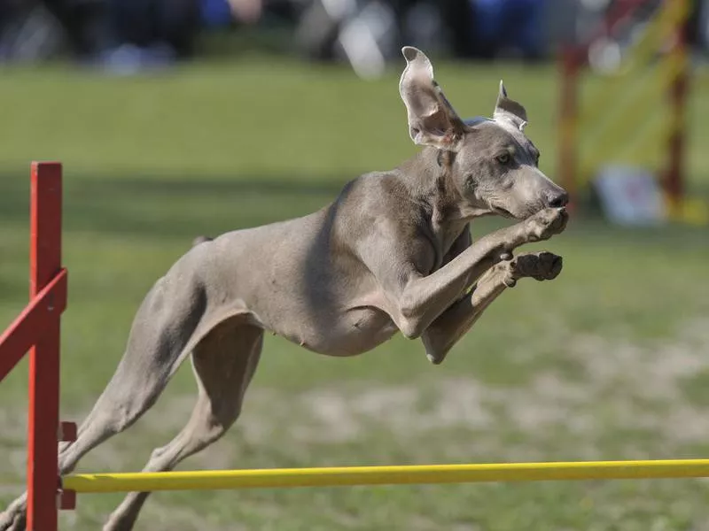 weimaraner