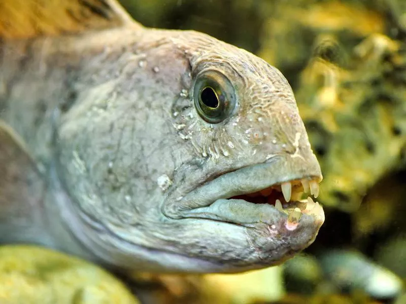 Atlantic Wolffish