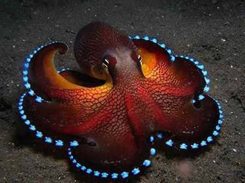 Bioluminescent Octopus