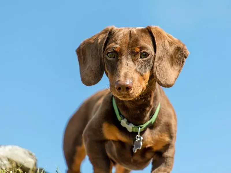 Dachshund