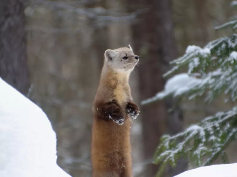 Pine Marten in Winter