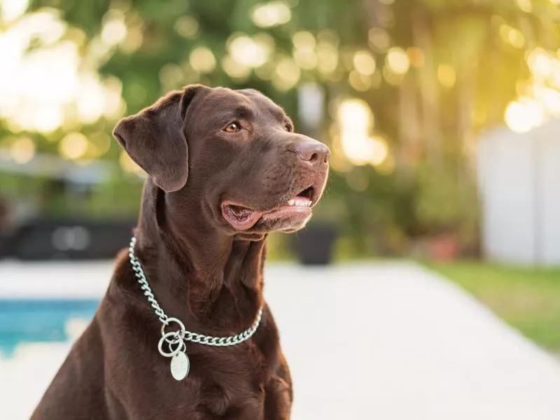 Labrador Retriever