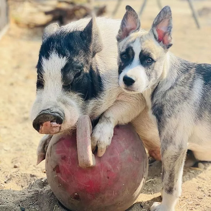 Pig and dog