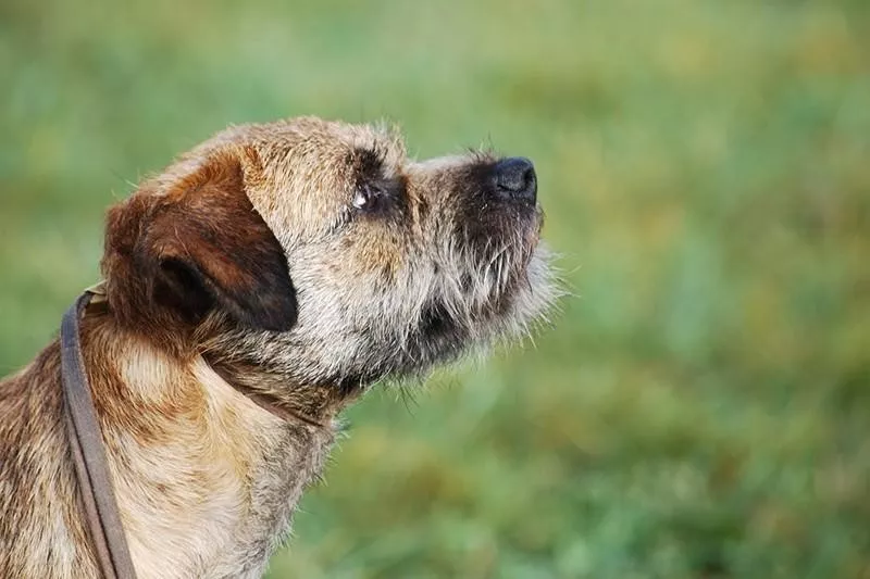 Border Terrier