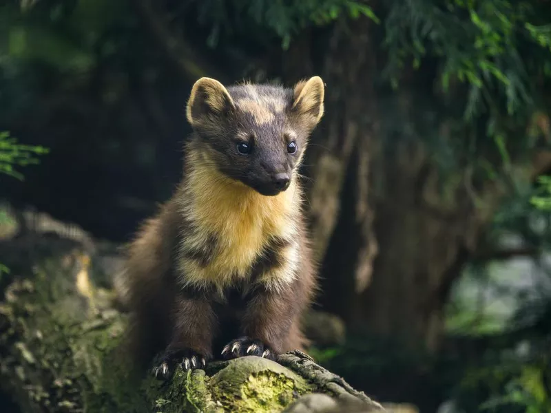 Pine Marten in tree