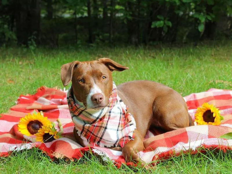 Cute dog photo of an adopted dog sitting on picnic blanket