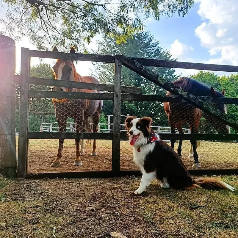 Horse and dog