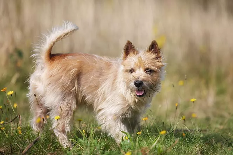 Cairn Terrier