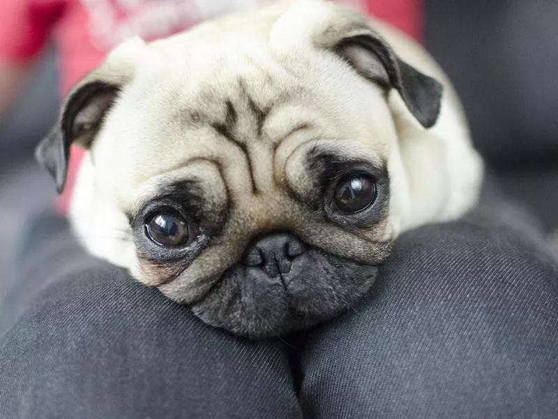 Pug