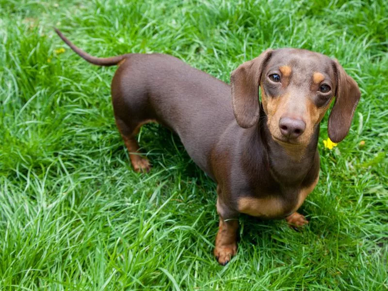 dachschund