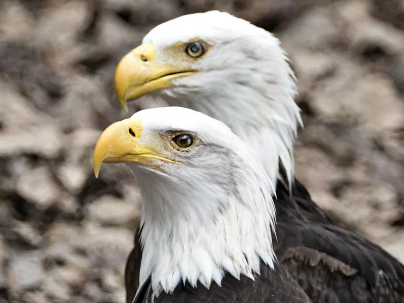 Bald eagle couple