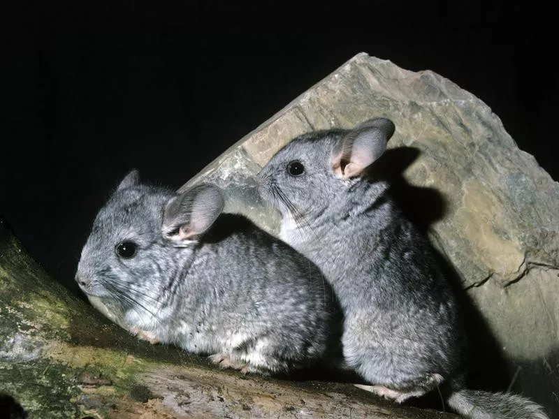 chinchilla