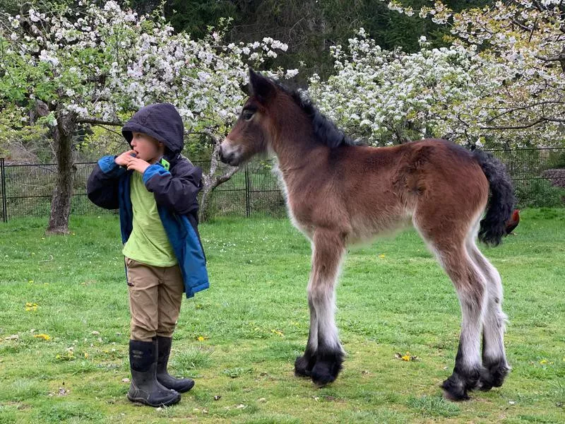 Dales pony