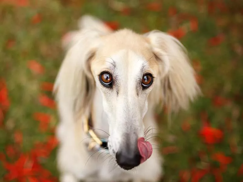 Saluki