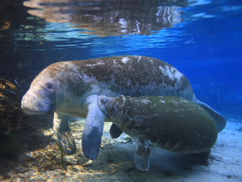 Manatees swimming in the clear water of the crystal river Florida