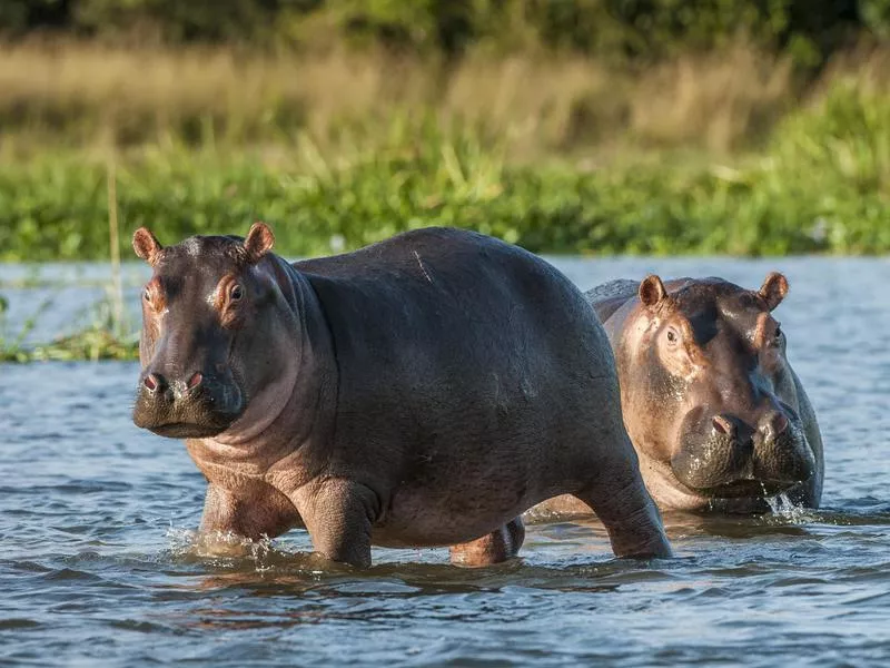 Hippopotamuses in water