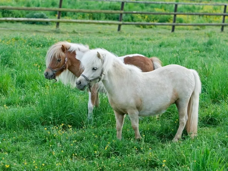 Falabella