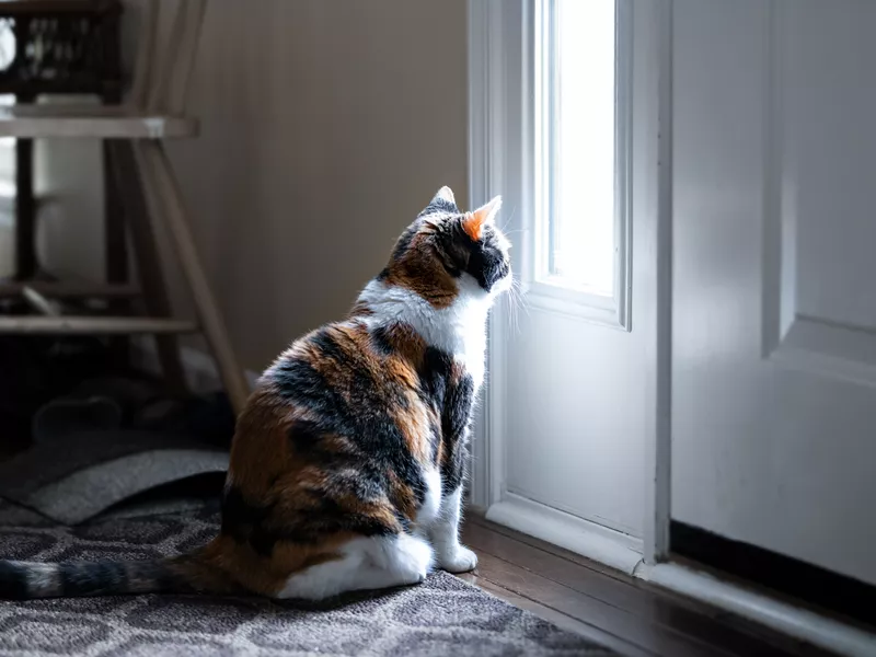 Sad calico cat sitting