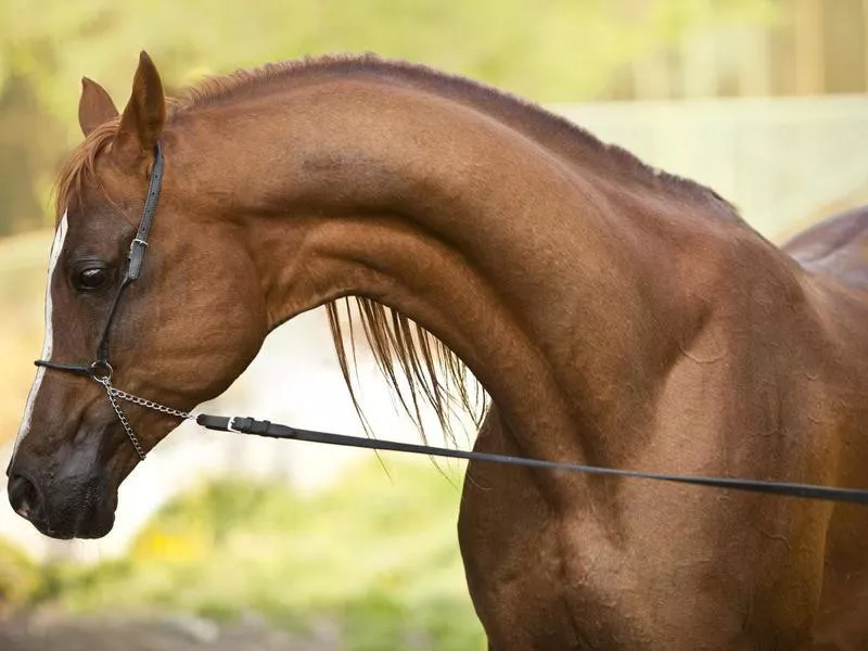 Arabian Horse