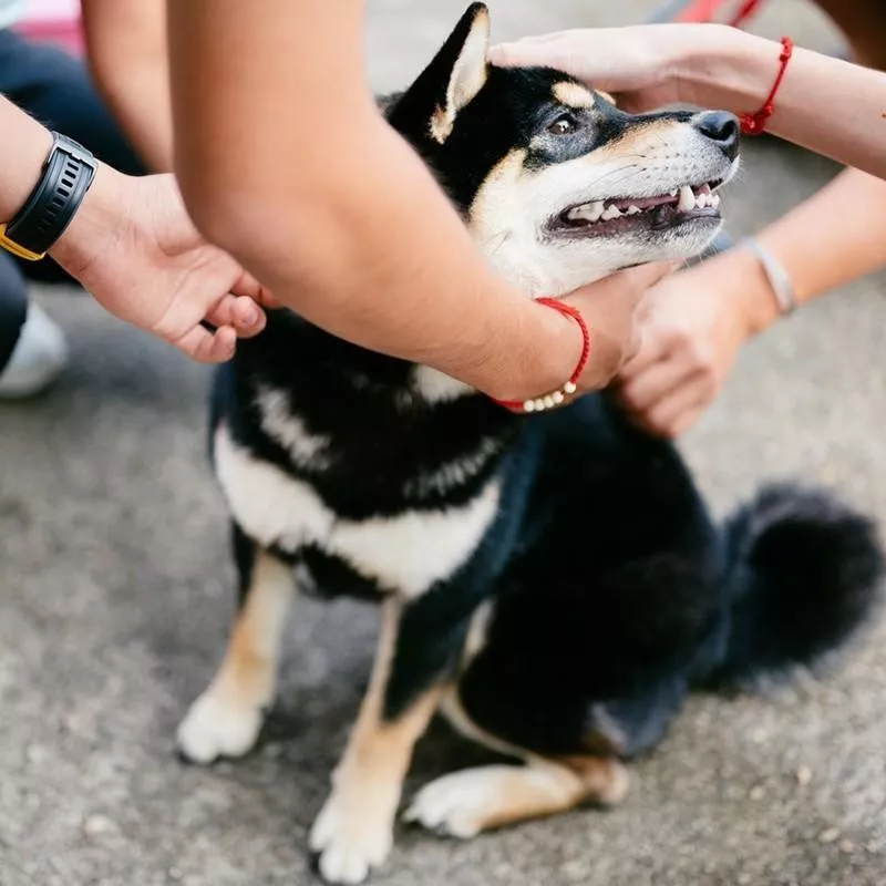 Shiba Inu