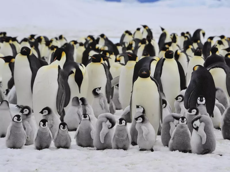 Group of penguins