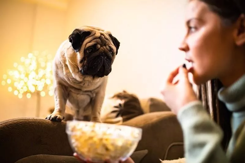 pug begging for food