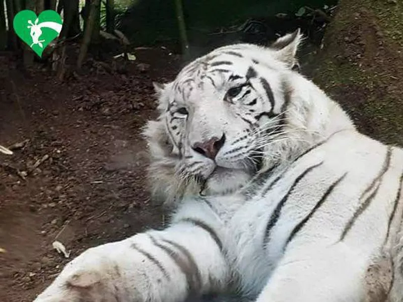 White tiger at Bioparco di Roma