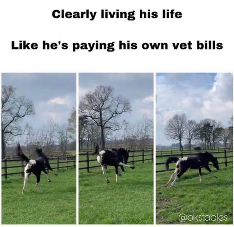 Horse having fun in a field