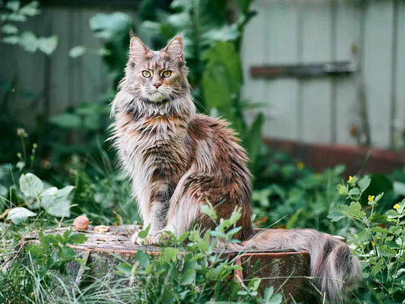 Maine coon cat in garden plot