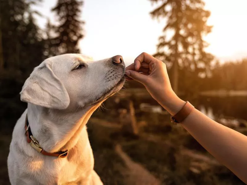 Dog getting a treat