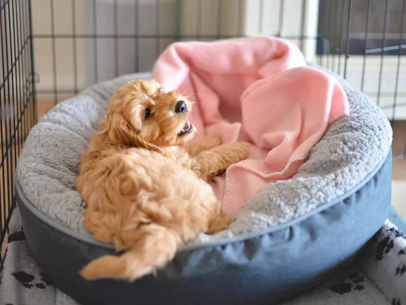 Dog in his dog bed in a crate