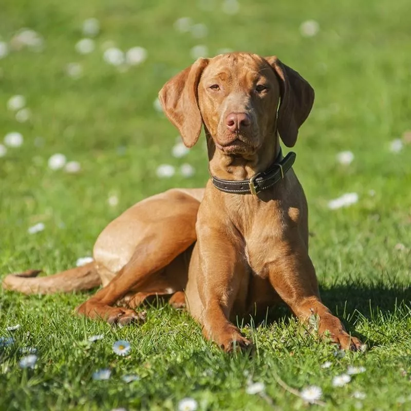 Vizsla