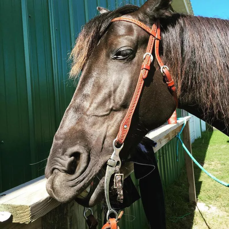 Black Horse Smiling