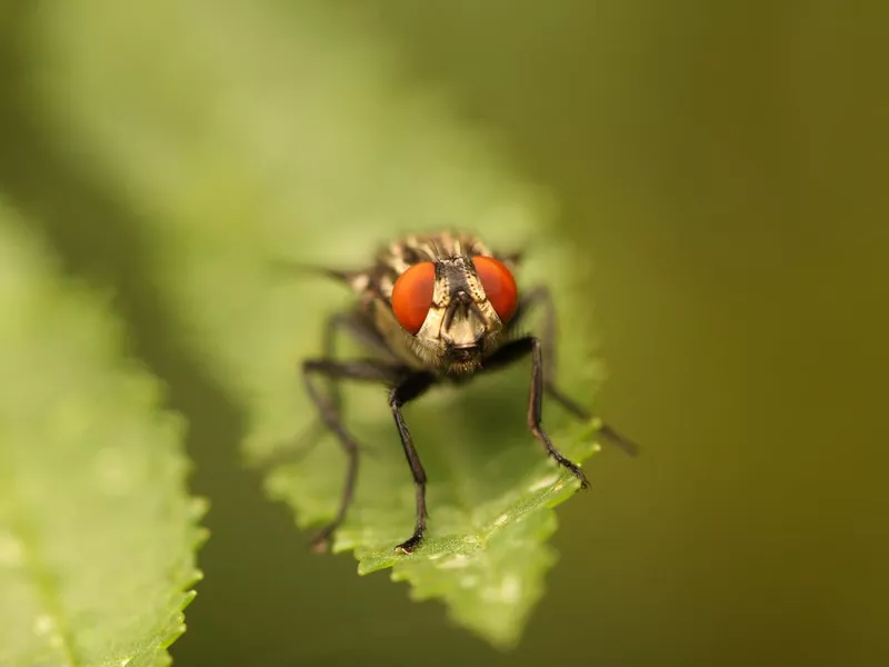 Tse-tse Fly on Leaf