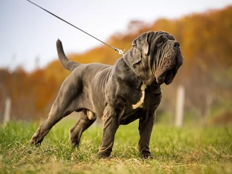 Neopolitan Mastiff