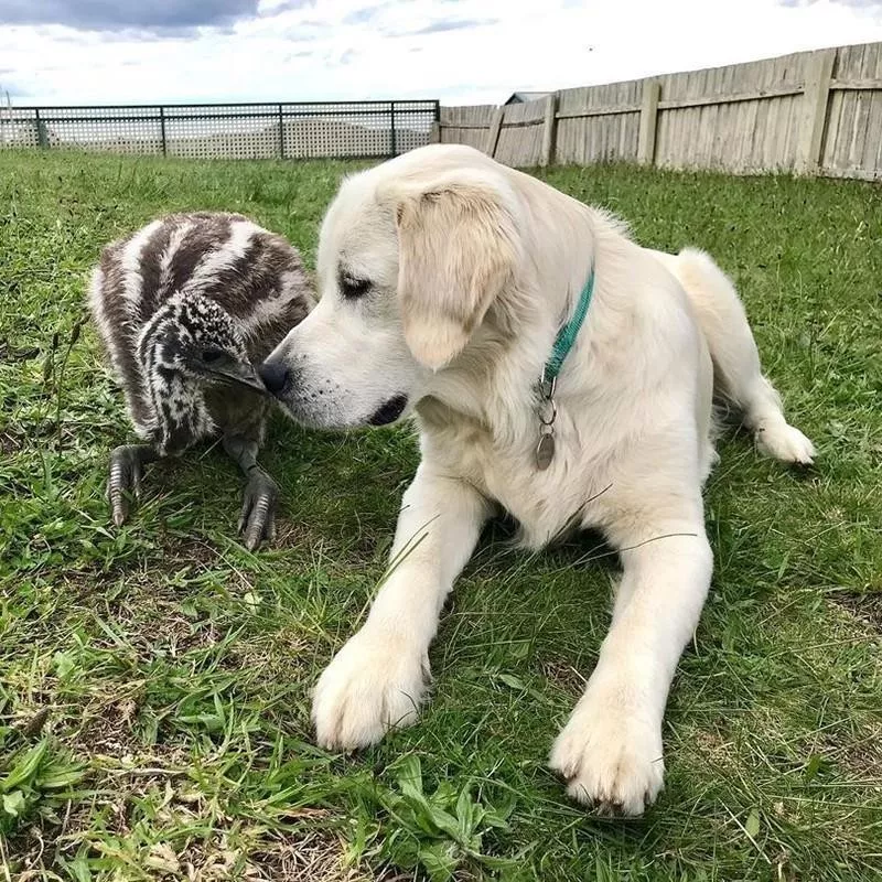 Duck and dog