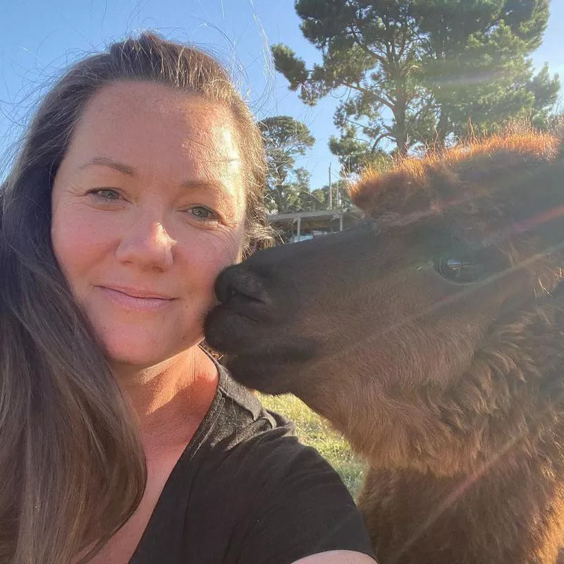 Alpaca kissing its owner