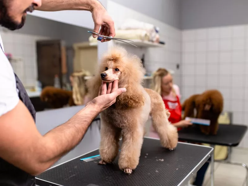 Grooming Salon