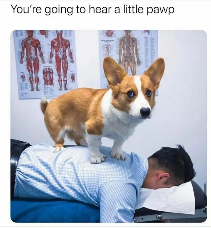 Corgi chiropractor on man's back