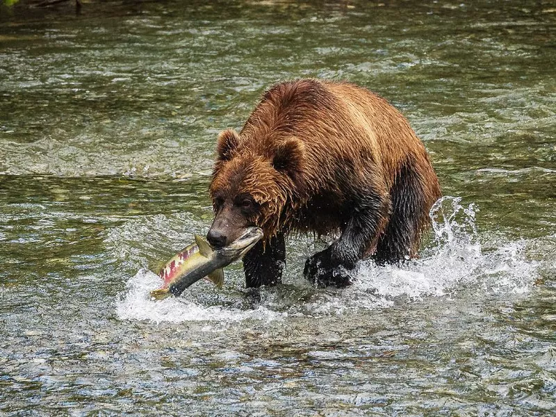 Grizzly Bear Catching Salmon