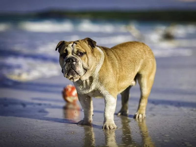 English bulldog