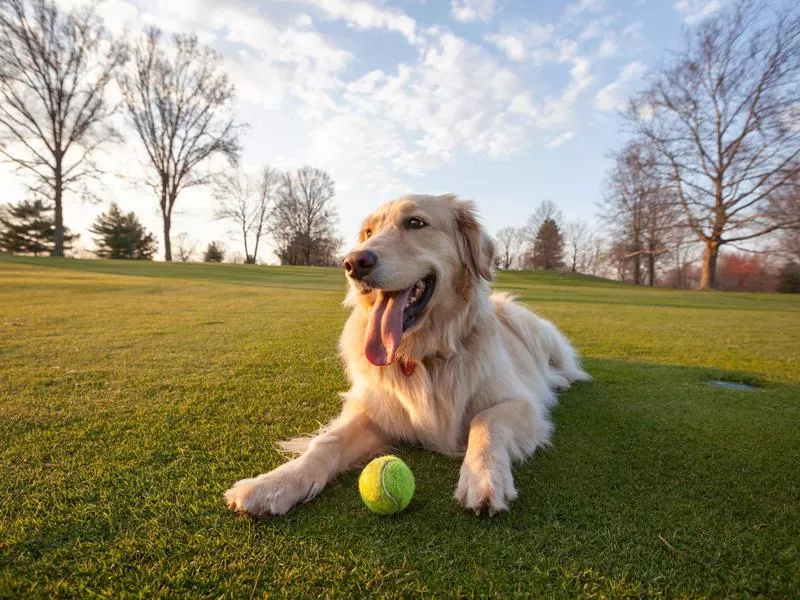 Golden retrievers are very friendly to humans