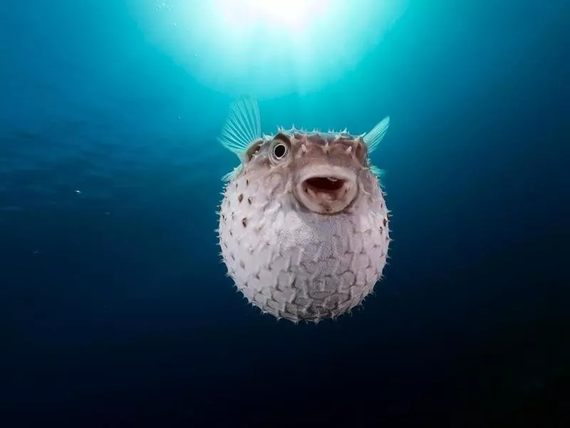 Puffer Fish