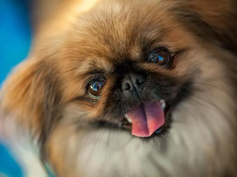 Pekingese