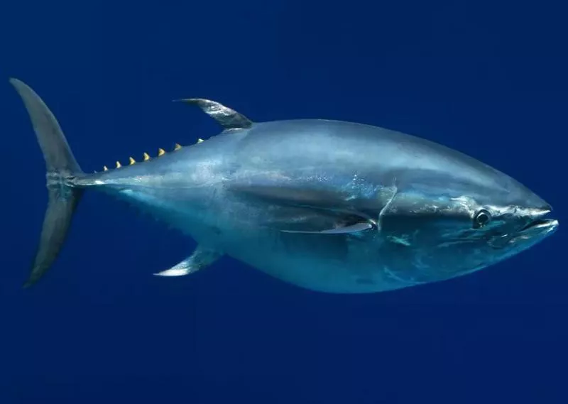 tuna