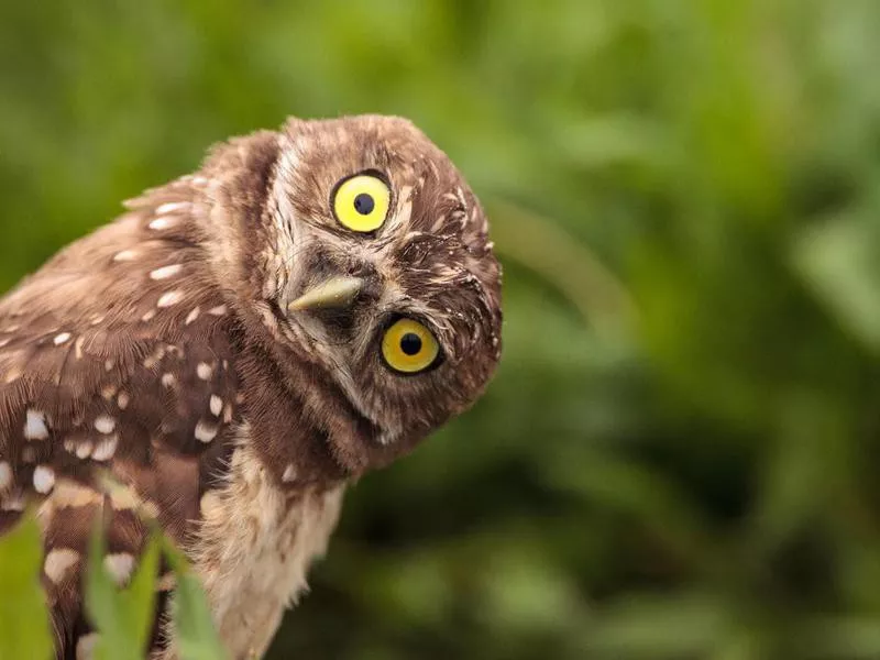 Burrowing Owl