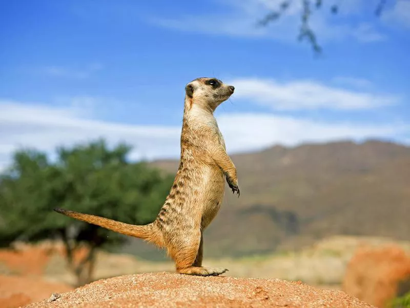 Meerkat