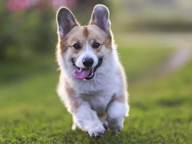 Welsh Corgi