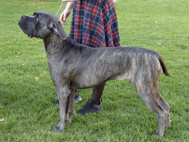 Presa Canario