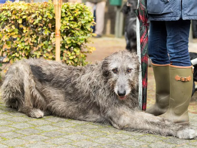 irish wolfhound